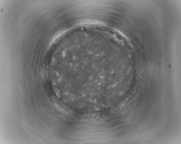 X0000070340775200607072012