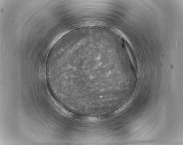 X0000070340794200607072011