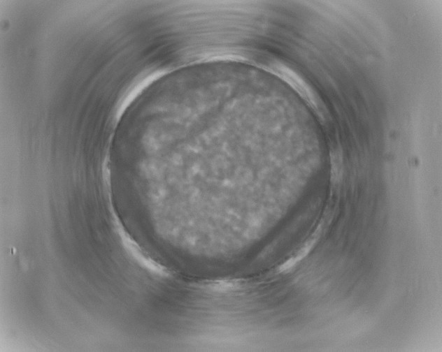 X0000070340814200607072011