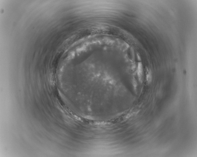 X0000070340819200607072010