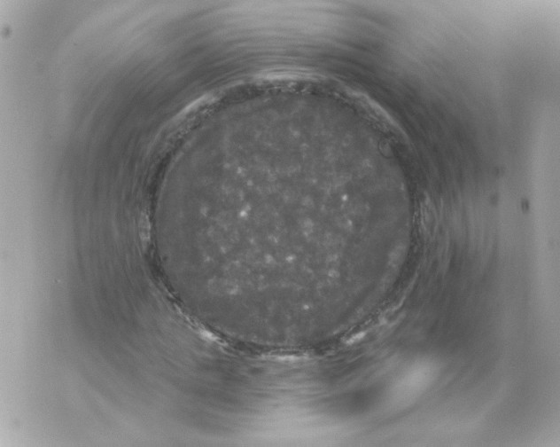 X0000070340821200607072010