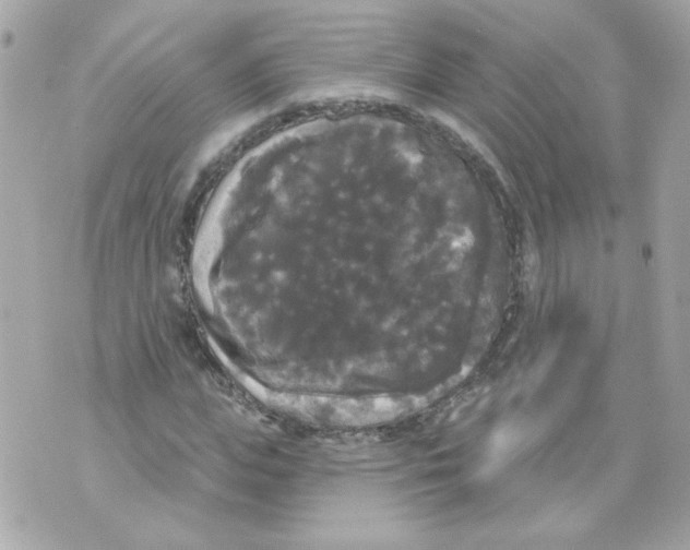 X0000070340823200607072010