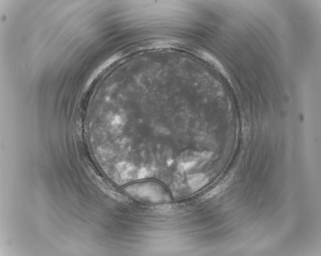 X0000070340827200607072010