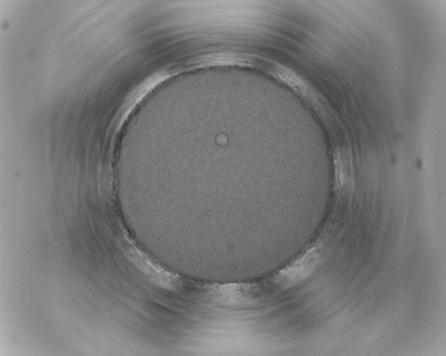 X0000070340828200607072010