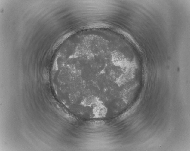 X0000070340833200607072011