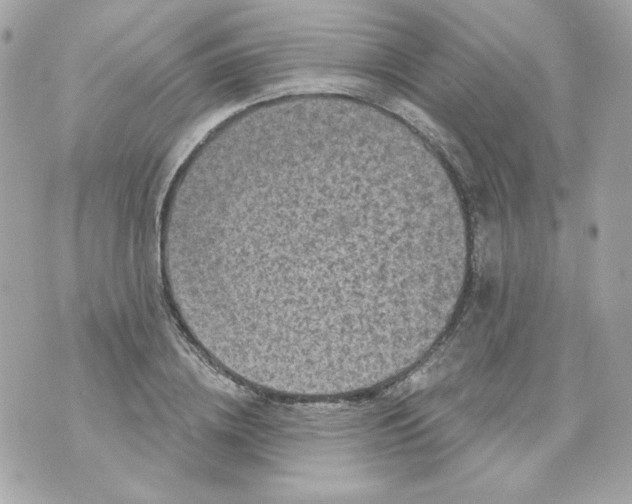 X0000070340836200607072011