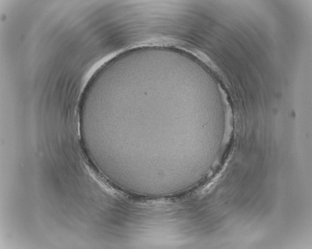 X0000070340838200607072011