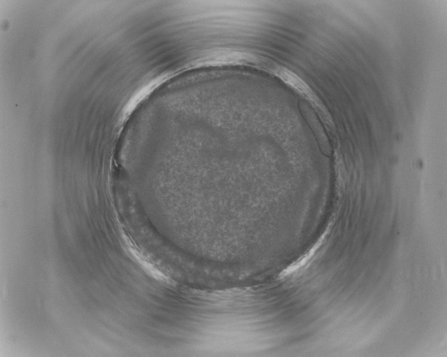 X0000070340842200607072011