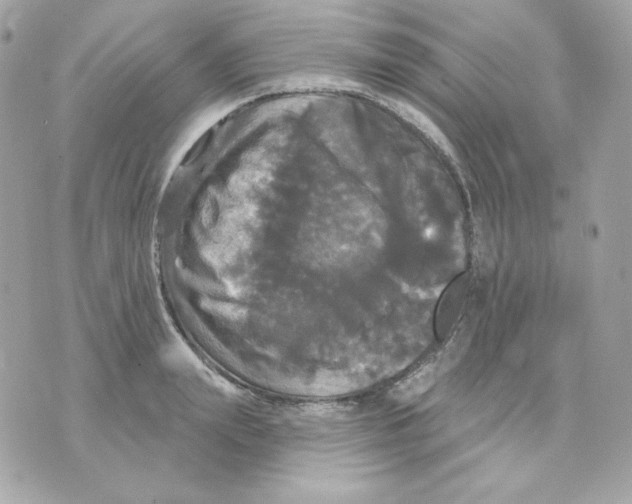 X0000070340847200607072011