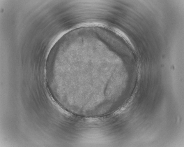 X0000070340852200607072011