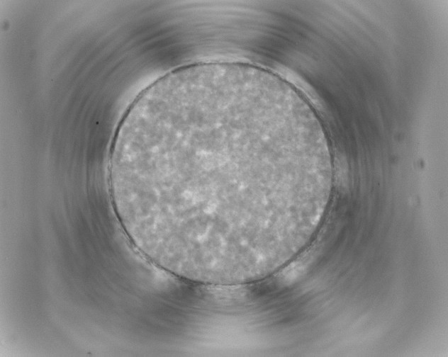 X0000070340856200607072011