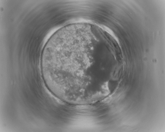 X0000070340863200607072011