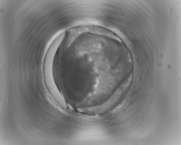 X0000070340864200607072011