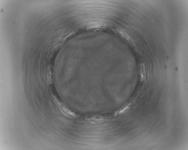 X0000070340868200607072010