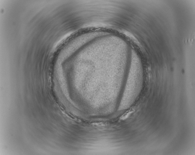 X0000070340872200607072010