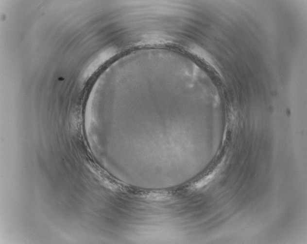 X0000070340874200607072010