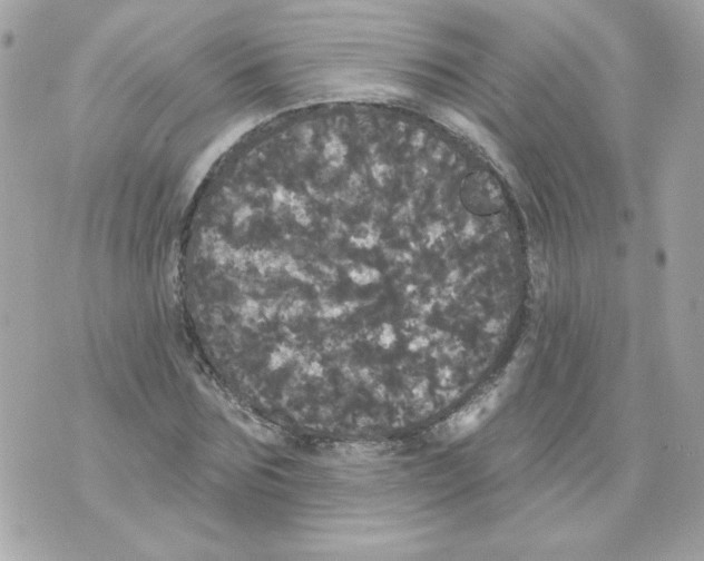 X0000070340875200607072010