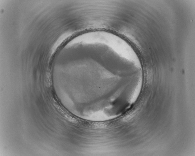 X0000070340878200607072010