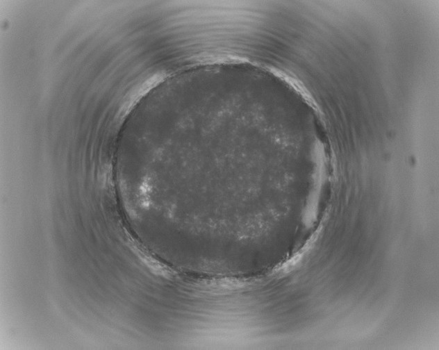 X0000070340881200607072010