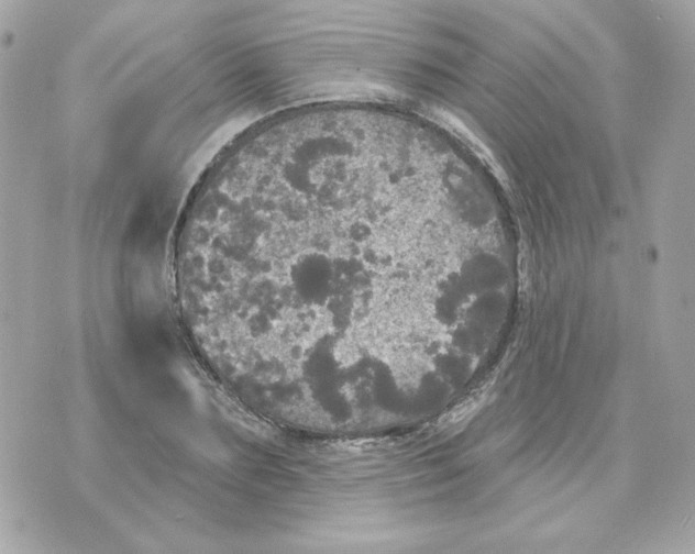 X0000070340883200607072010