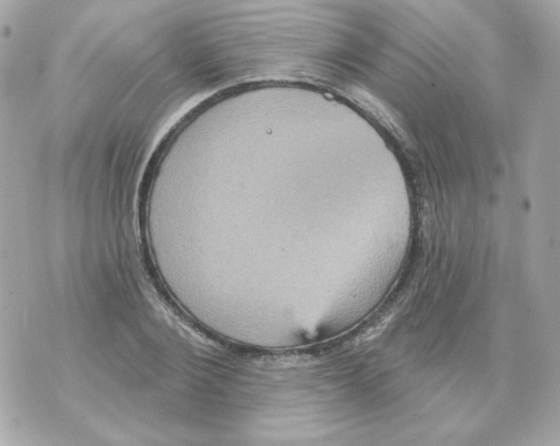 X0000070340884200607072010