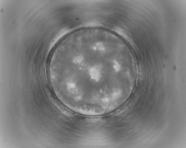 X0000070340886200607072010