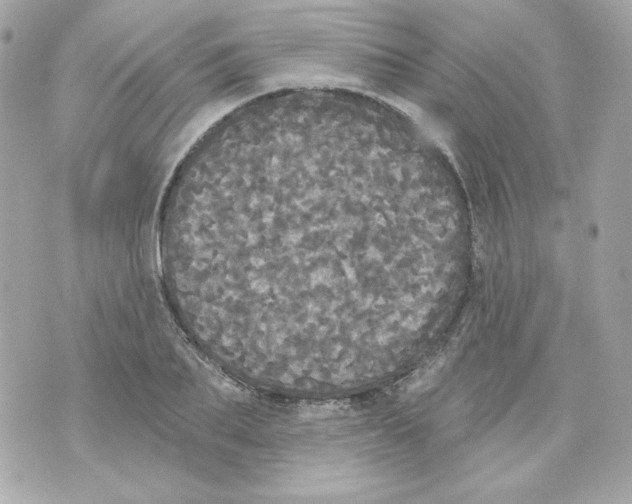 X0000070340887200607072010