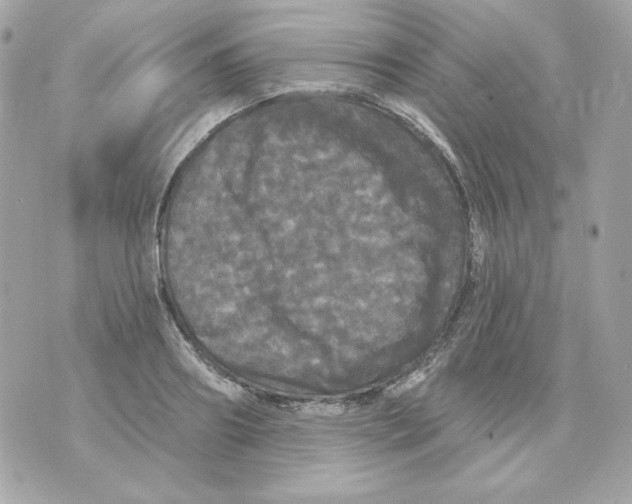 X0000070340890200607072010