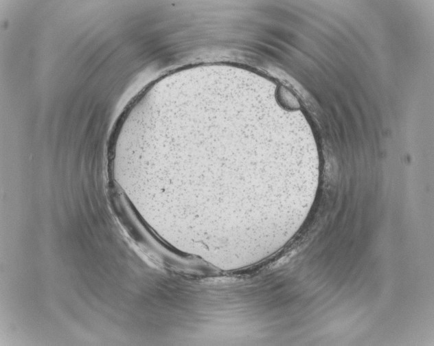 X0000070340894200607072010