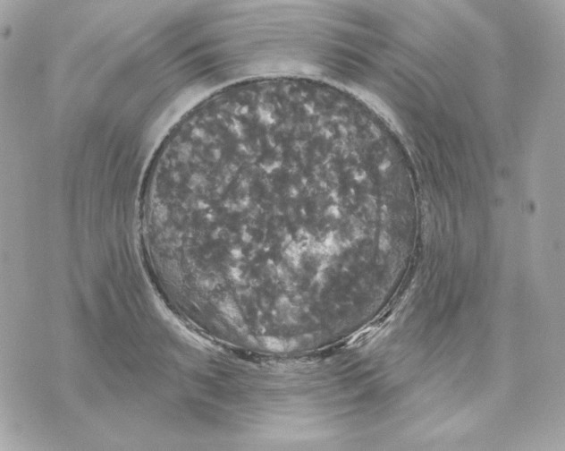 X0000070340895200607072010