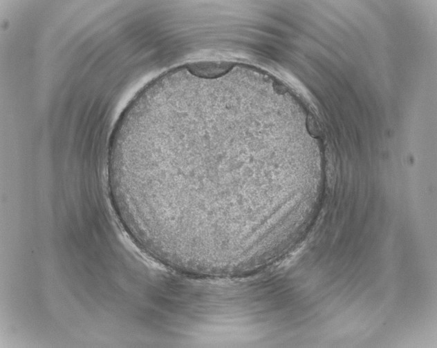 X0000070340896200607072010