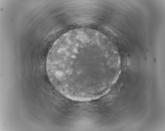 X0000070340917200607072009