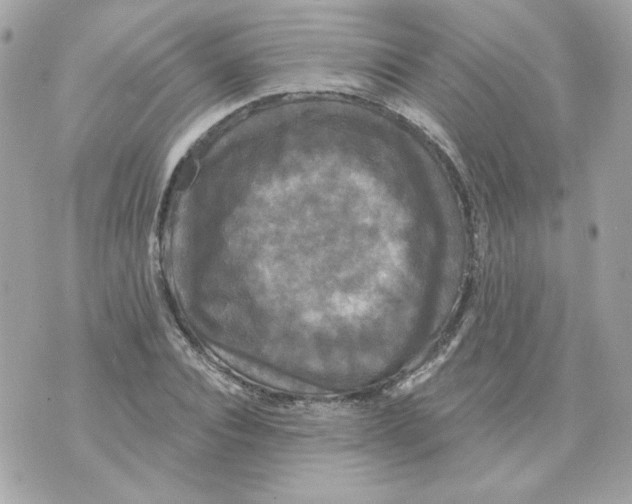 X0000070340928200607072009