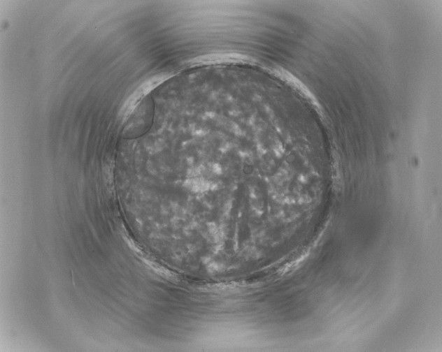 X0000070340937200607072009