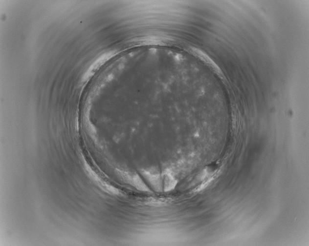 X0000070340938200607072009