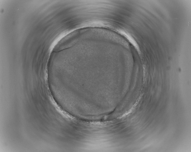 X0000070340944200607072009