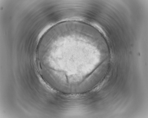 X0000070340952200607072009