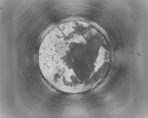 X0000070340953200607072009