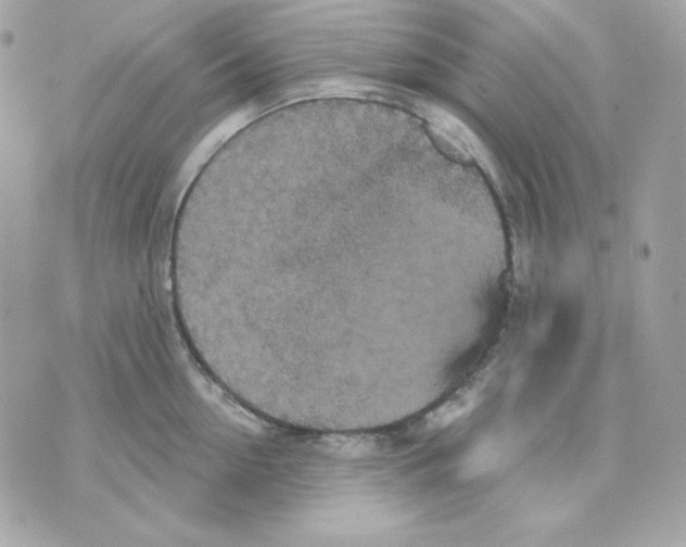 X0000070340954200607072009