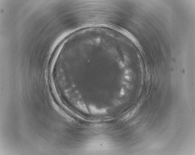 X0000070340958200607072009