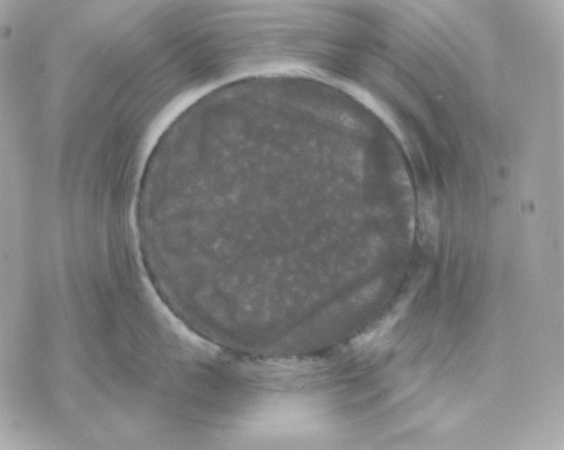 X0000070340959200607072009