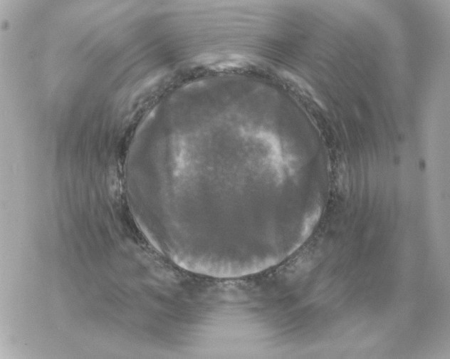 X0000070340966200607072009