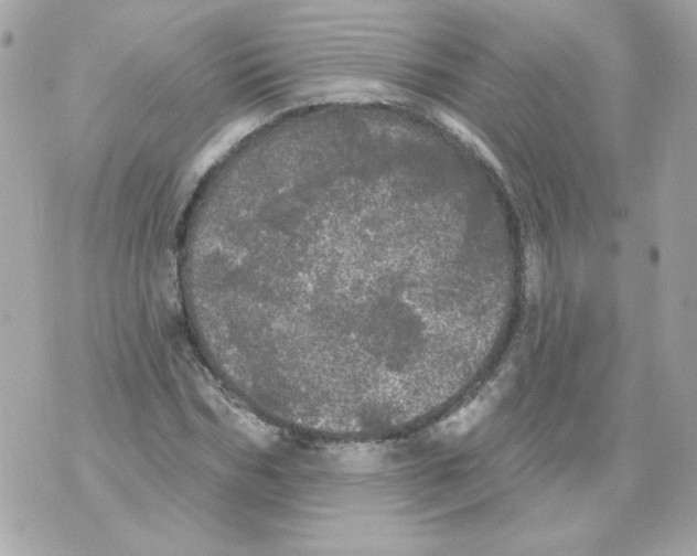 X0000070340970200607072009