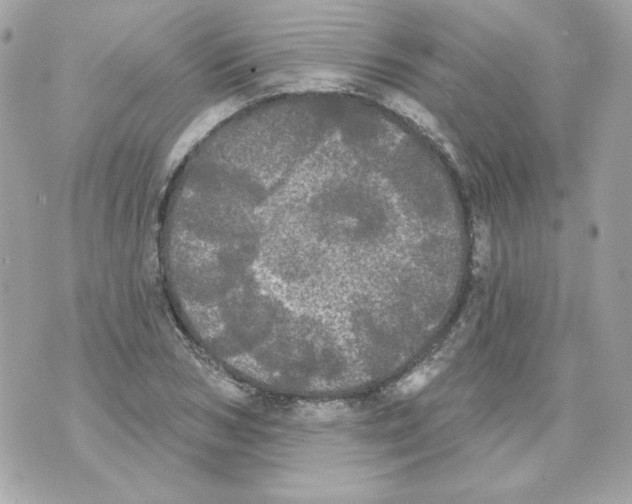 X0000070340978200607072008