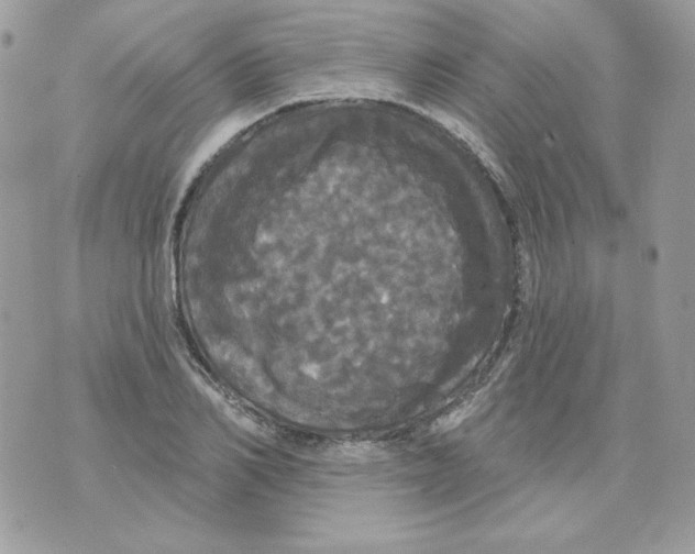 X0000070340982200607072008