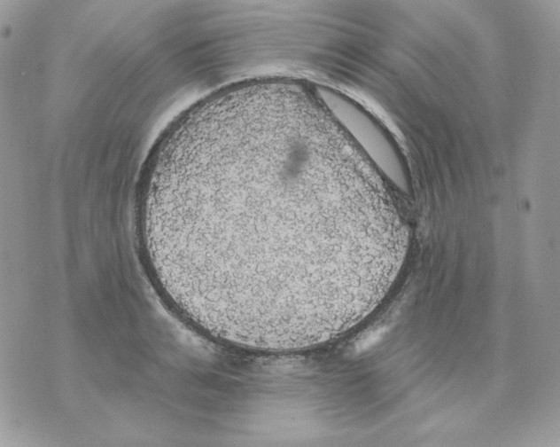 X0000070340991200607072008