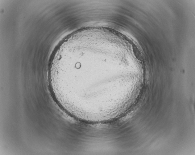 X0000070340992200607072008