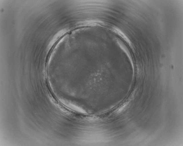 X0000070340994200607072008