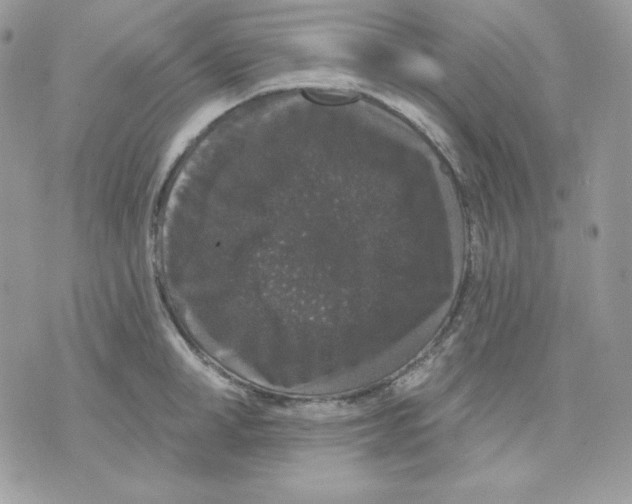 X0000070340998200607072008