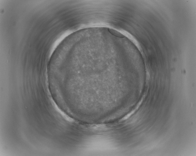 X0000070341006200607072008